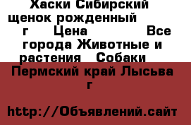 Хаски Сибирский (щенок рожденный 20.03.2017г.) › Цена ­ 25 000 - Все города Животные и растения » Собаки   . Пермский край,Лысьва г.